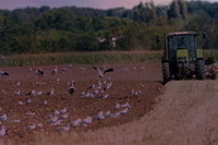 top20120808-cigogne-_JNB1537-2026050616h54-topaz-sharpen-denoise
