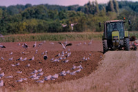 20260506-20120808-cigogne-_JNB1537-2026050616h54-topaz-sharpen-denoise-1920