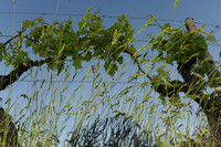 DSC_6391_10309