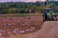 toplum20120808-cigogne-_JNB1537-2026050616h54-topaz-sharpen-denoise-1920