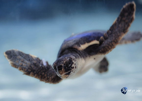 20230219-valence-aquarium-espagne-z9b_0383-2-Modifier-Modifier