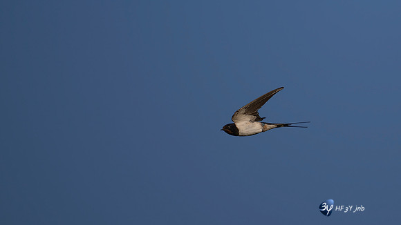 20250812-Bretagne-Z9A_0445-3-Modifier