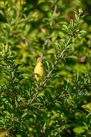 JNB_0241Top-F