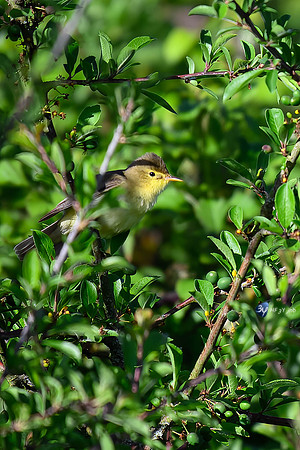 JNB_0248Top-F
