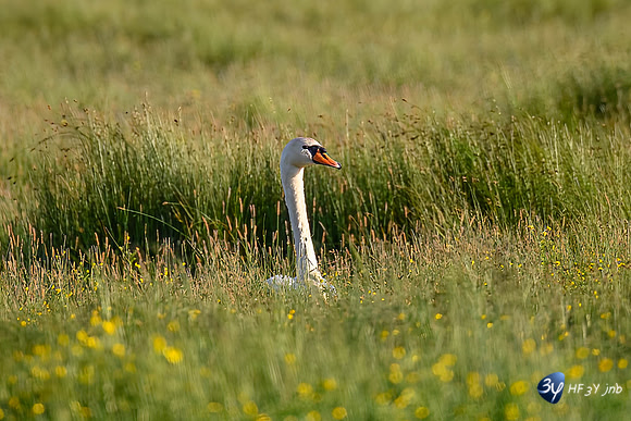 3Z5_0045Top-F
