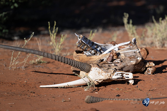 20230527-0529--Namibie-Bagatelle-lodge-JNB_2806