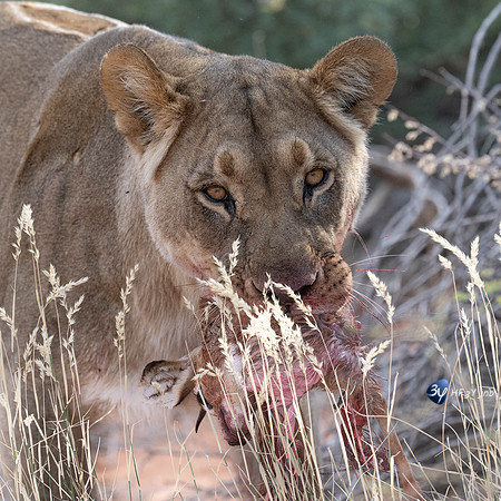 20230527-0528--Namibie-Kalaharigamelodge-JNB_2322