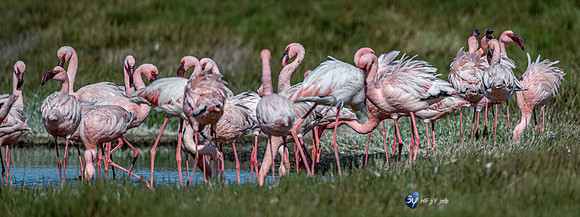 20230603-Namibie- Swakopmund-Walvis Bay-JNB_4163