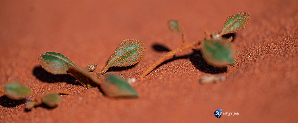 20230527-0529--Namibie-Bagatelle-lodge-3Z5_0798