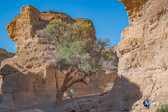 20230531-Namibie-Sesriem-Sossusvlei-3Z5_1496