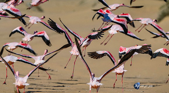 20230603-Namibie- Swakopmund-Walvis Bay-JNB_4259