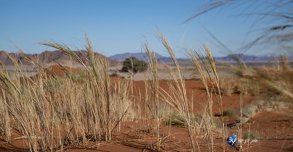 20230531-Namibie-Sesriem-Sossusvlei-JNB_3783