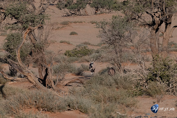 20230531-Namibie-Sesriem-Sossusvlei-3Z5_1514