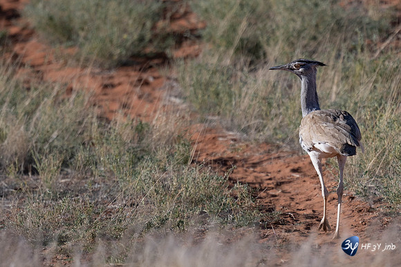 20230527-0529--Namibie-Bagatelle-lodge-JNB_2798