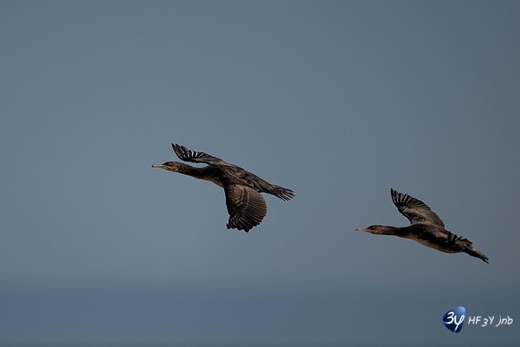 20230603-Namibie- Swakopmund-Walvis Bay-JNB_4041