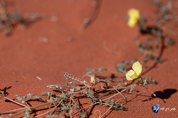 20230527-0529--Namibie-Bagatelle-lodge-3Z5_0783