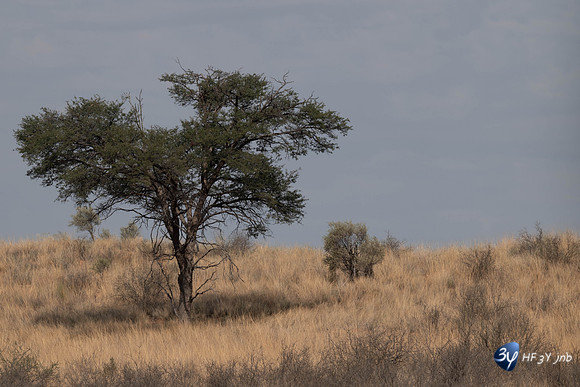 20230527-0528--Namibie-Kalaharigamelodge-3Z5_0570