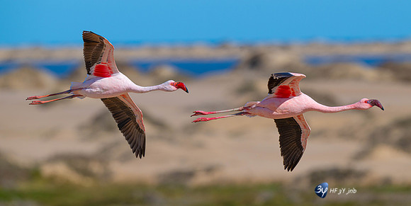 20230603-Namibie- Swakopmund-Walvis Bay-JNB_4239