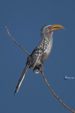 20230606-Namibie-Damaraland-JNB_4815