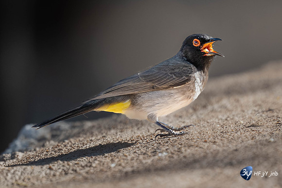 20230526-Namibie-Kuzikus-JNB_1727-Modifier