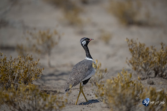 20230609-Namibie-Safari Etosha-JNB_5733T