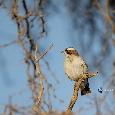 20230527-0529--Namibie-Bagatelle-lodge-JNB_2639