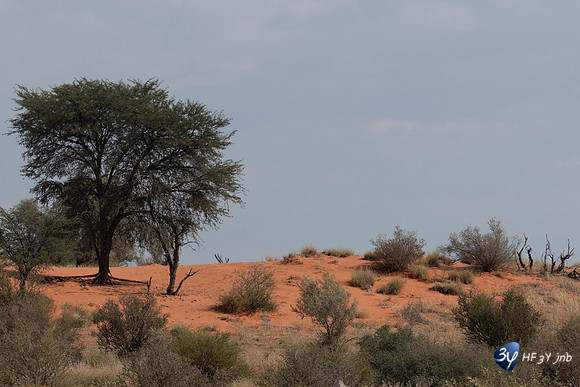 20230527-0528--Namibie-Kalaharigamelodge-3Z5_0609