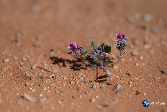 20230531-Namibie-Sesriem-Sossusvlei-3Z5_1444