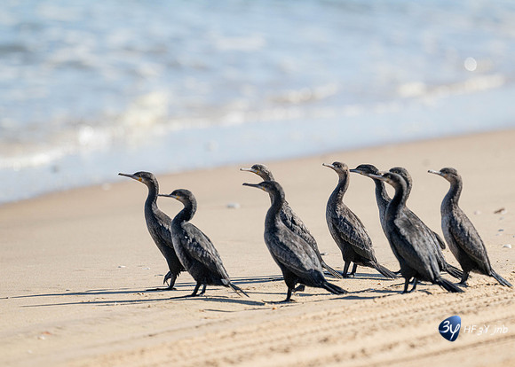 20230603-Namibie- Swakopmund-Walvis Bay-JNB_4071