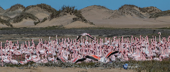 20230603-Namibie- Swakopmund-Walvis Bay-JNB_4214