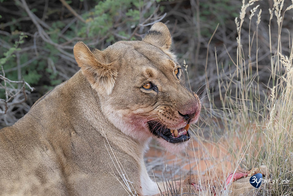 20230527-0528--Namibie-Kalaharigamelodge-JNB_2333