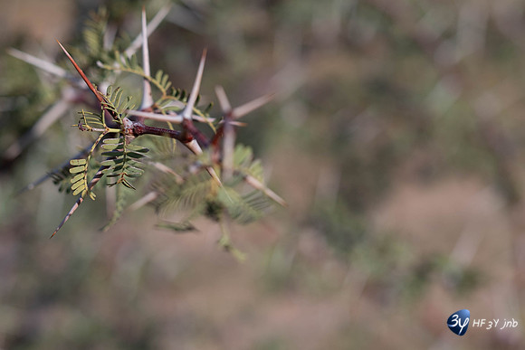 20230525-Namibie-Voigtland-guesthouse-3Z5_0184