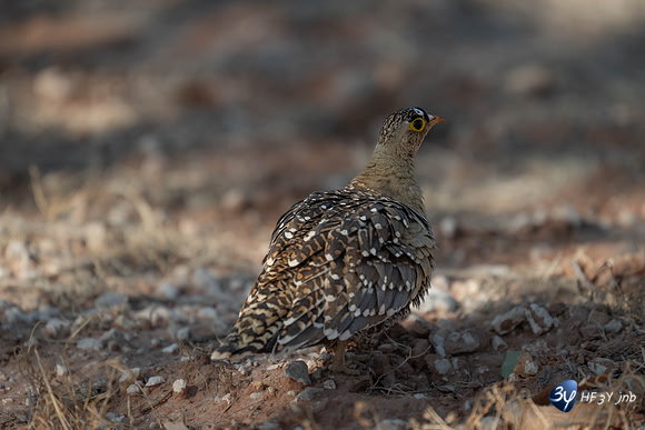 20230608-Namibie-Grotberg a Etosha-JNB_5234