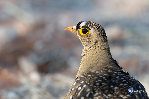 20230608-Namibie-Grotberg a Etosha-JNB_5240