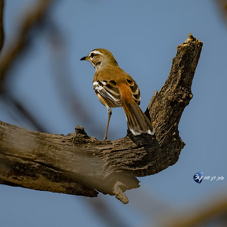 20230611-Namibie-Etosha O safari-JNB_6710