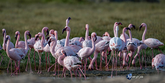20230603-Namibie- Swakopmund-Walvis Bay-JNB_3933