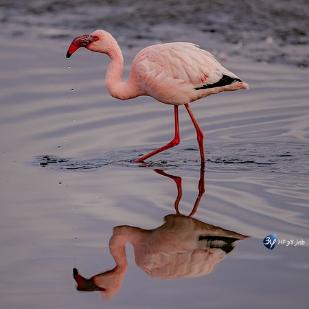 20230603-Namibie- Swakopmund-Walvis Bay-JNB_3871