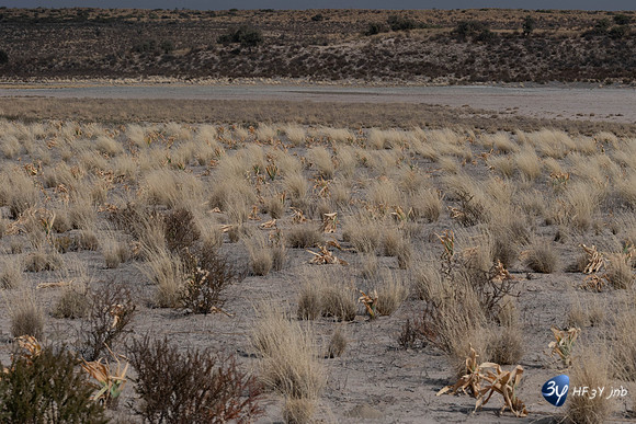 20230527-0528--Namibie-Kalaharigamelodge-3Z5_0578