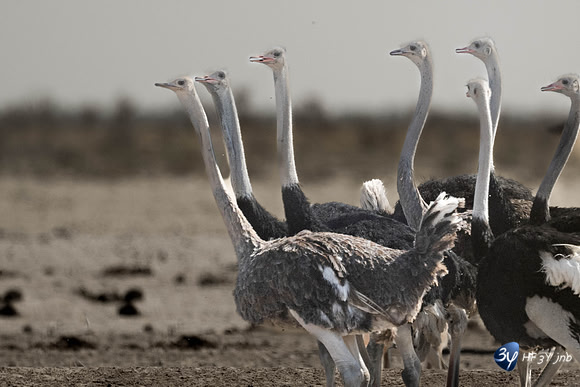 20230609-Namibie-Safari Etosha-JNB_5781-mod