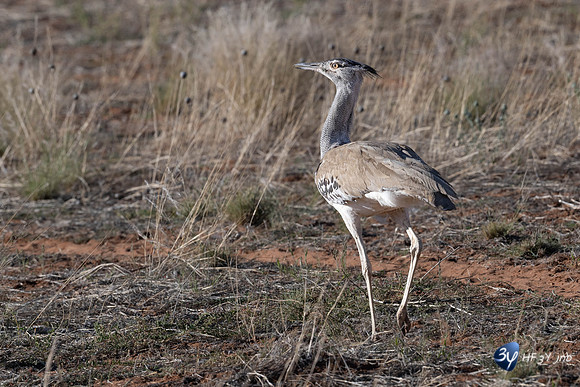 20230527-0529--Namibie-Bagatelle-lodge-JNB_2783