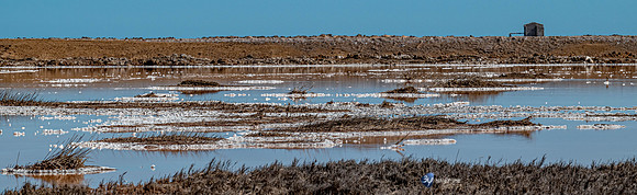 20230603-Namibie- Swakopmund-Walvis Bay-3Z5_1727