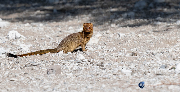 20230526-Namibie-Kuzikus-JNB_1635