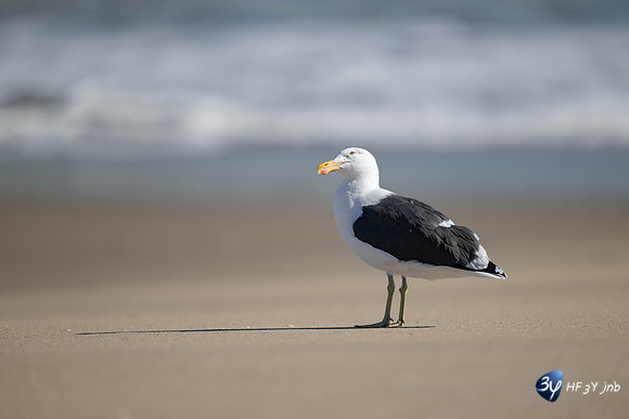 20230603-Namibie- Swakopmund-Walvis Bay-JNB_4007