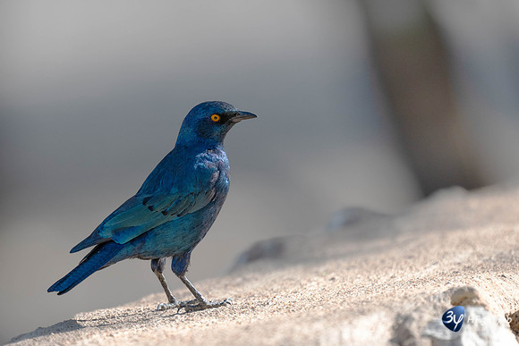 20230526-Namibie-Kuzikus-JNB_1732-Modifier-2