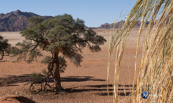 20230531-Namibie-Sesriem-Sossusvlei-JNB_3715