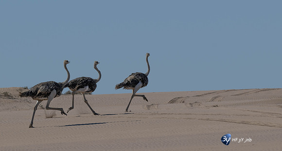 20230603-Namibie- Swakopmund-Walvis Bay-JNB_4155