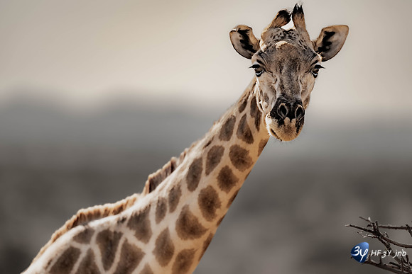 20230525-Namibie-Voigtland-guesthouse-JNB_1430
