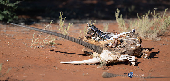 20230527-0529--Namibie-Bagatelle-lodge-JNB_2804