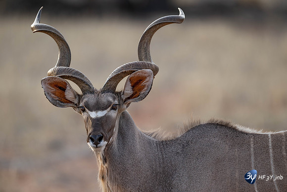20230527-0528--Namibie-Kalaharigamelodge-JNB_2260