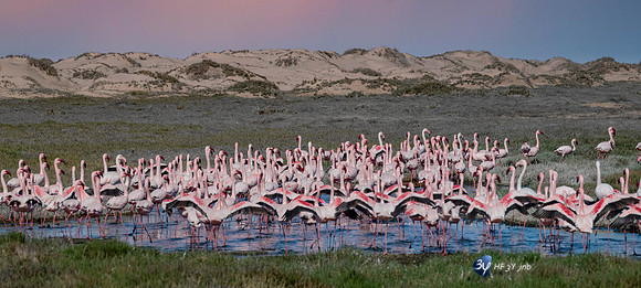 20230603-Namibie- Swakopmund-Walvis Bay-3Z5_1690-mod-mod